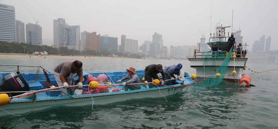 부산 해운대해수욕장 앞바다에서 어선을 동원해 해파리 차단망을 설치하고 있는 모습. 송봉근 기자