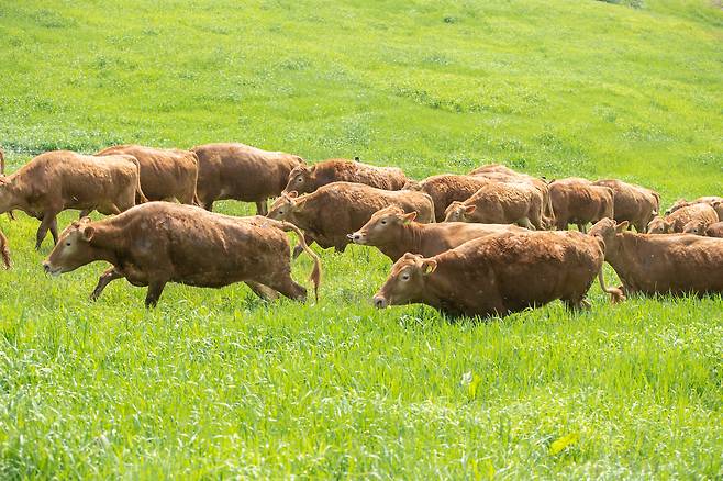 사진 농촌진흥청