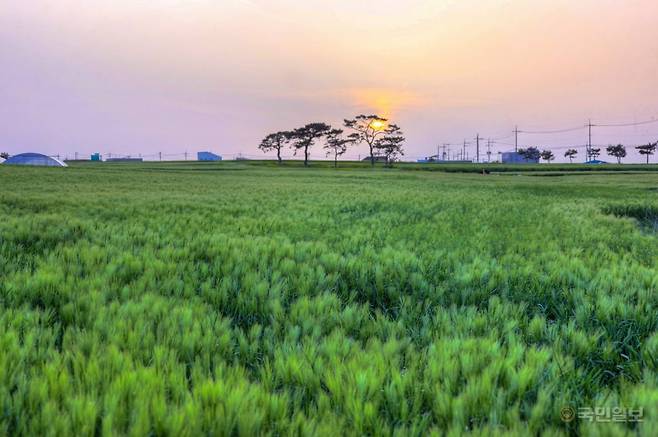 포항 호미곶 일원 경관농업단지 내 청보리 밭 전경. 포항시 제공
