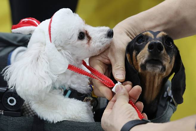 주요 대통령 선거 후보자들이 1500만명에 이르는 반려인 표심 공략에 나서면서, 향후 펫보험 시장이 더욱 성장할 수 있을 것이란 기대가 나온다. [연합]