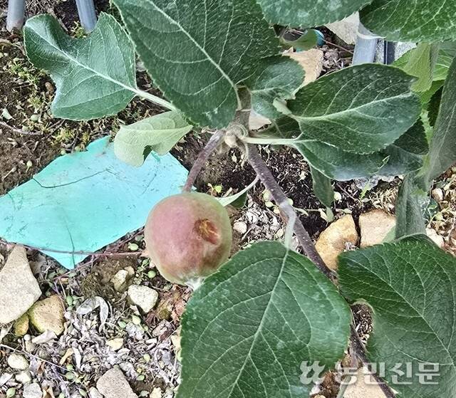 28일 오후 경북 청송군 현서면 백자리 일대에 20여분 동안 퍼부은 우박으로 사과열매가 푹 패였다. 열매 옆 잎도 찢어져 있다.