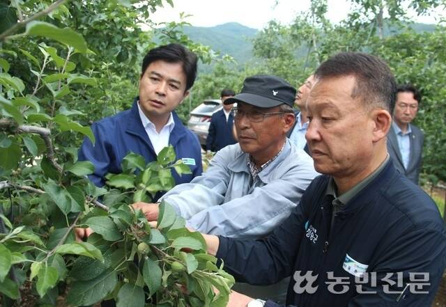 최진수 경북농협본부장(왼쪽부터), 사과농가 이익규 청송군 현서면 백자리 이장, 윤춘헌 현서농협 조합장이 29일 우박 피해 사과열매와 잎을 살펴보고 있다..