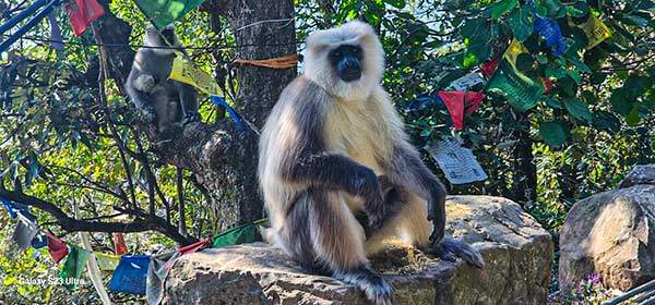 남걀사원을 둘러싼 코라길에서 만난 원숭이.