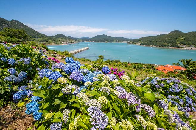 전남 고흥군 봉래면 소재 쑥섬에 수국이 만개해 있다. /고흥군 제공