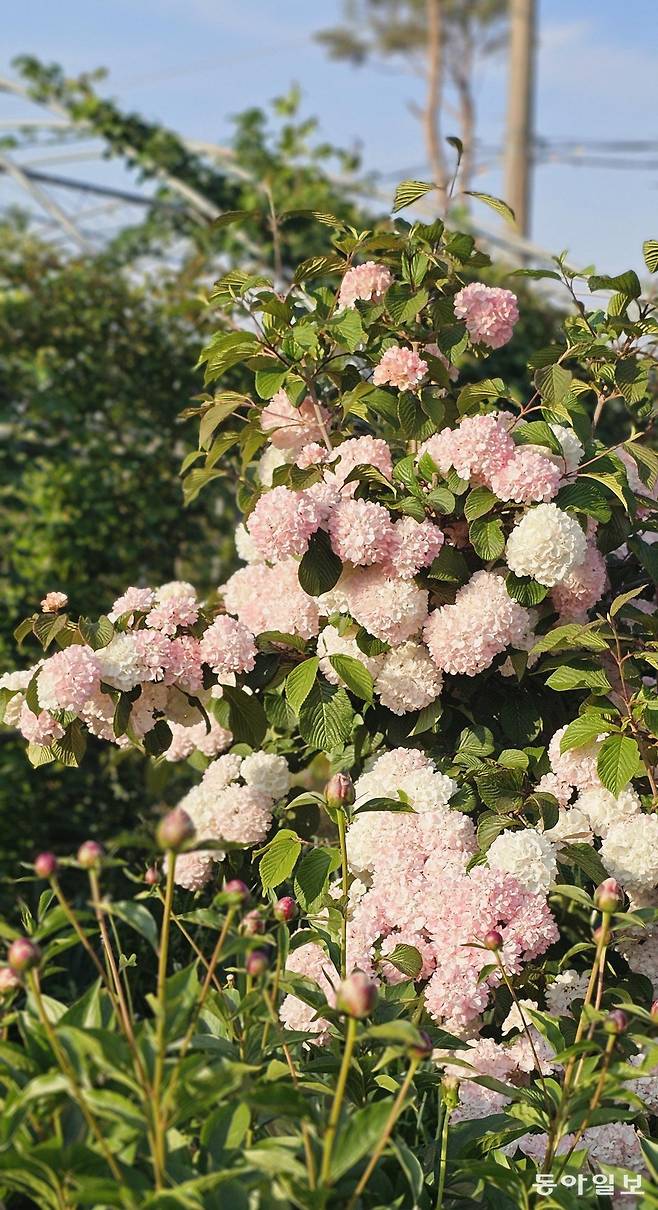 분홍설구화. 부여=김선미 기자 kimsunmi@donga.com