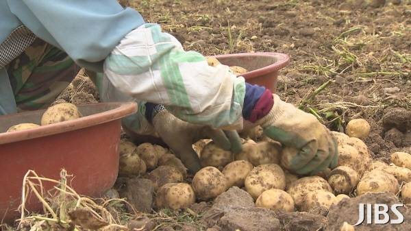 감자 수확 자료사진.