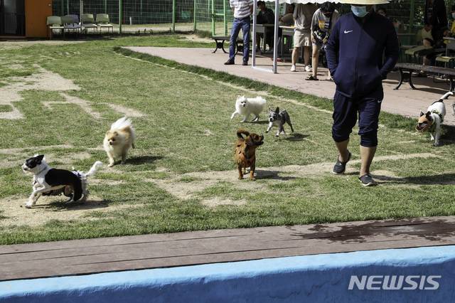 [울산=뉴시스] 울산 남구 애견운동공원에서 뛰어놀고 있는 강아지들. (사진=울산 남구 제공) 2025.05.30. photo@newsis.com