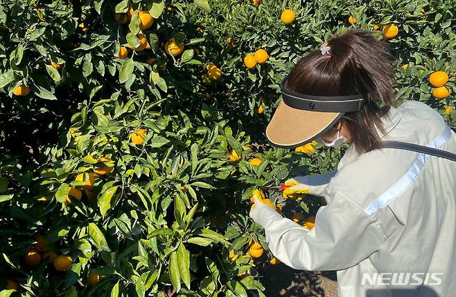 [서귀포=뉴시스] 우장호 기자 = 사진은 2023년 11월 1일 오후 제주 서귀포시 남원읍 위미리 인근 과수원에서 베트남 남딘성에서 온 외국인 공공형 계절노동자들이 감귤 수확 현장 실습을 하고 있는 모습. (사진=제주위미농협 제공) 2023.11.01. woo1223@newsis.com *재판매 및 DB 금지