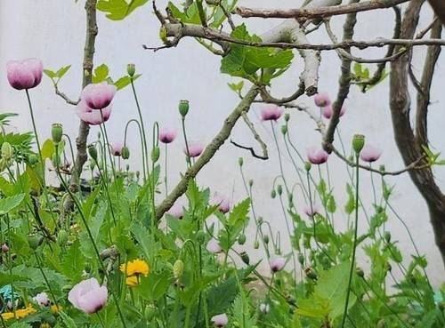 나도 양귀비 [연합뉴스 자료사진]