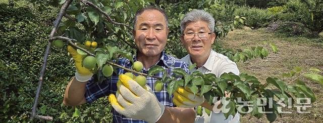 매실농가 김종채씨(왼쪽)와 김종연 전남 광양 다압농협 조합장이 수확을 앞둔 매실 생육 상황을 살피고 있다.