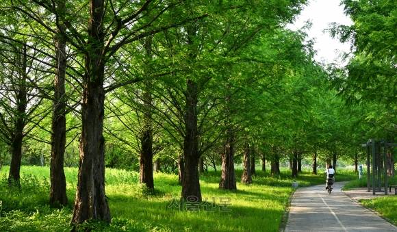 산책하기 좋은 거례리 수목공원.