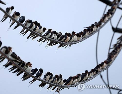 전깃줄 위 제비들 [연합뉴스 자료사진. 재배포 DB 금지]