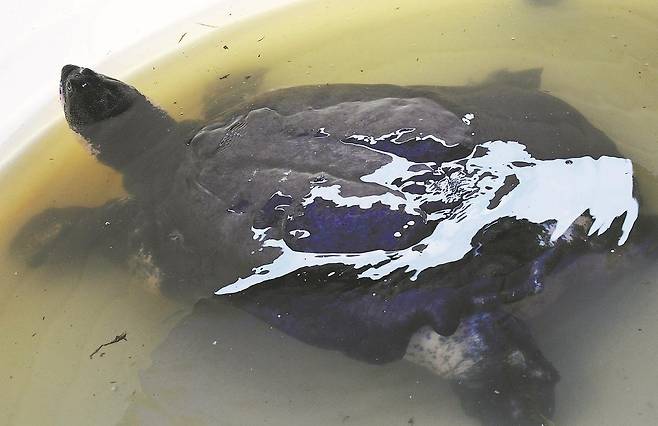 양쯔강대왕자라 [차이나데일리 캡처. 재판매 및 DB금지]