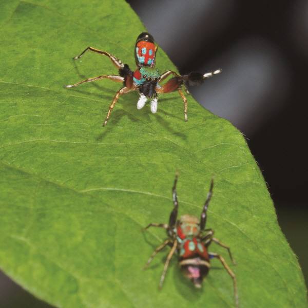 깡충거미 수컷(위)이 암컷(아래)에게 구애 행동을 하고 있다. 암컷이 취하는 동작은 승낙 여부에 따라 달라진다. 암컷의 반응이 호의적이지 않다면 수컷은 잡아먹히지 않기 위해 재빨리 도망가야 한다. Functional Ecology 제공