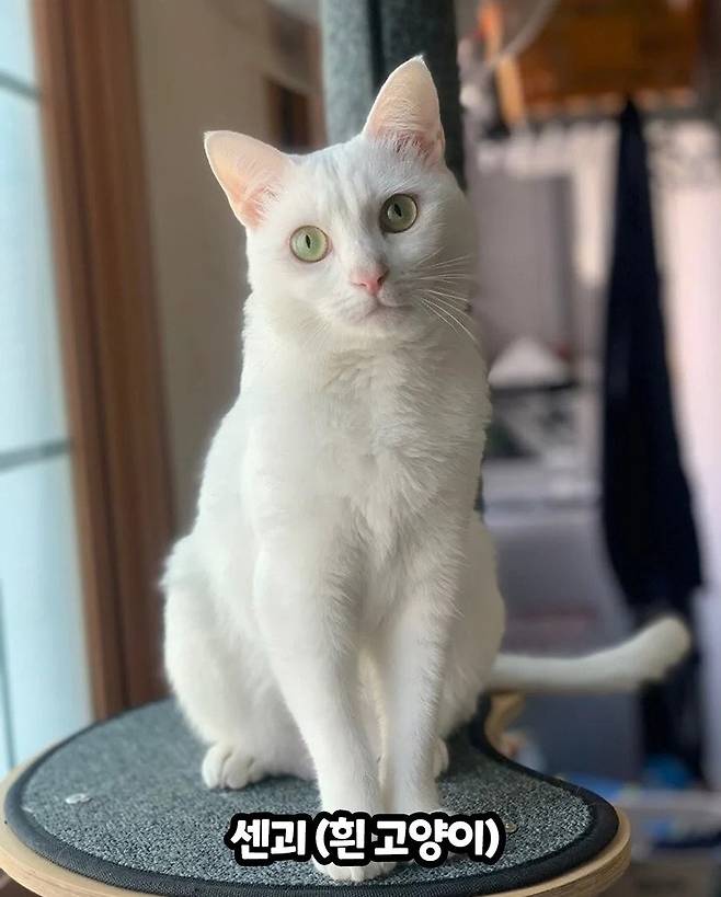 1000017684.jpg 중세국어로 고양이 부르는 방법