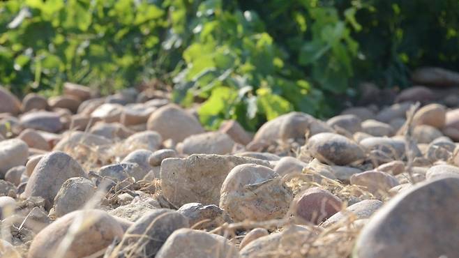 로템 & 무니르 사우마 와이너리 포도밭의 토양. 다양한 토양 중 주로 자갈과 모래, 작은 돌로 이루어진 그래블 토양(Gravel soil)이다. [출처=로템 & 무니르 사우마 홈페이지]