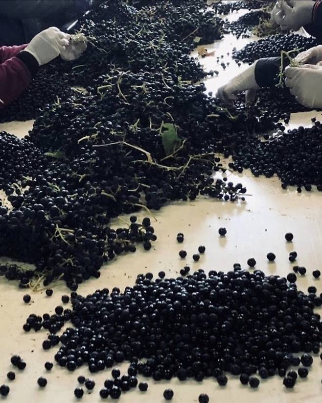 바 에덴 에스테이트 포도알 선별 작업. 홈페이지