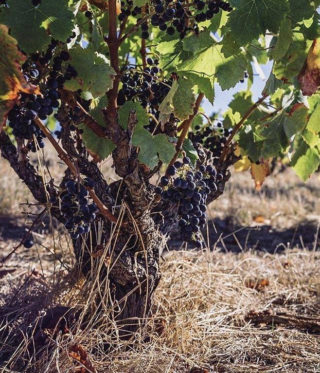 습도유지를 위해 볏짚을 사용하는 바 에덴 포도밭. 홈페이지
