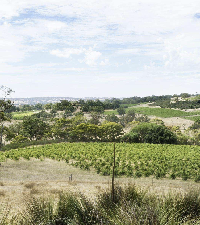 바 에덴 포도밭 전경. 홈페이지