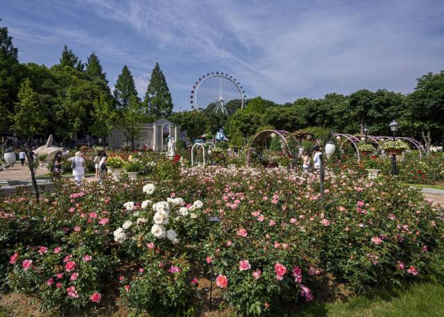 에버랜드 로로티 장미축제 현장. 다양한 장미들이 장관을 이룬다. 사진 제공=에버랜드.