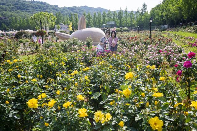 에버랜드 로로티 장미축제 현장. 도나 D. 로지의 뒷모습이 보인다. 사진 제공=에버랜드.