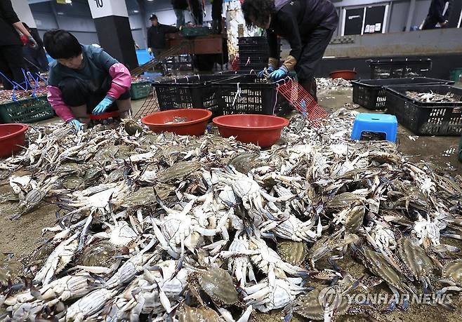 연평도 봄 꽃게 출하 [연합뉴스 자료사진]