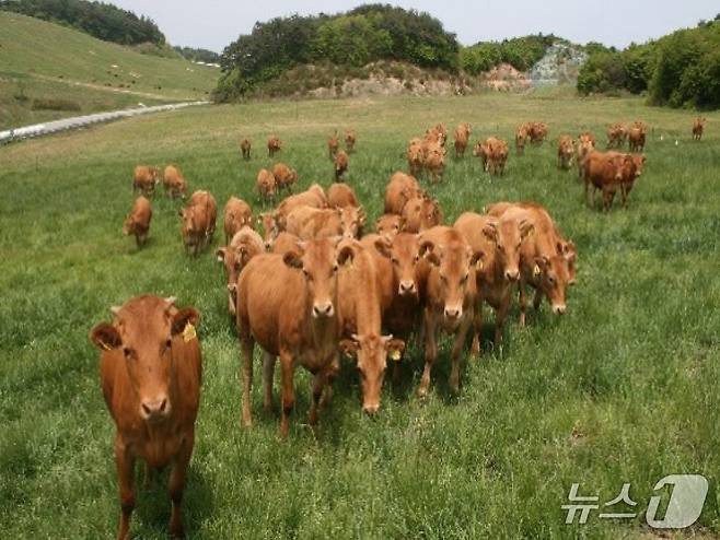 소 사육 자료 사진. (강원특별자치도 제공. 재판매 및 DB제공) 2025.6.1/뉴스1
