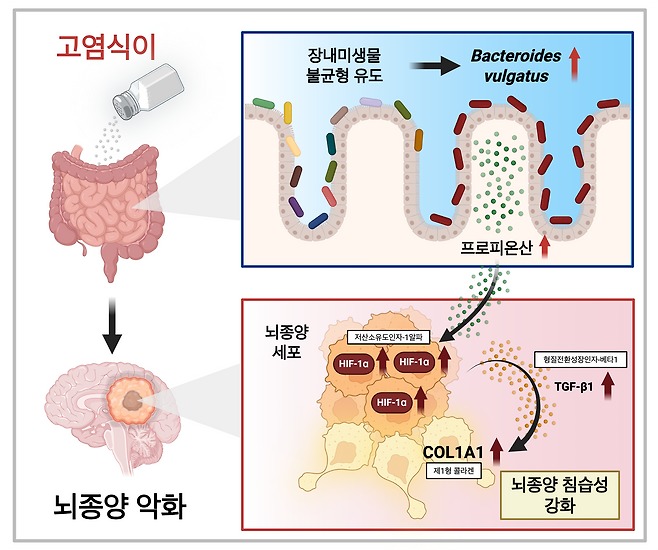 고염식이–장내미생물–프로피오네이트 축이 교모세포종 진행을 유도하는 원리 연구에 대한 그림./KAIST