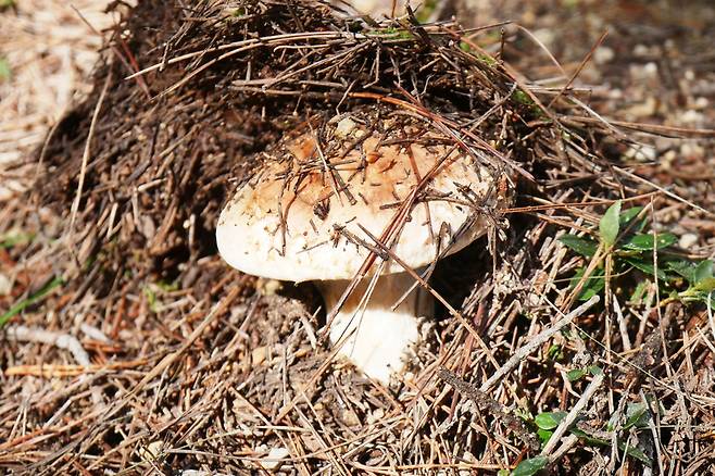 송이버섯의 주산지인 경북 지역에선 지난 봄 대형 산불로 엄청난 피해를 입었다. 더 귀한 몸이 될 송이버섯.