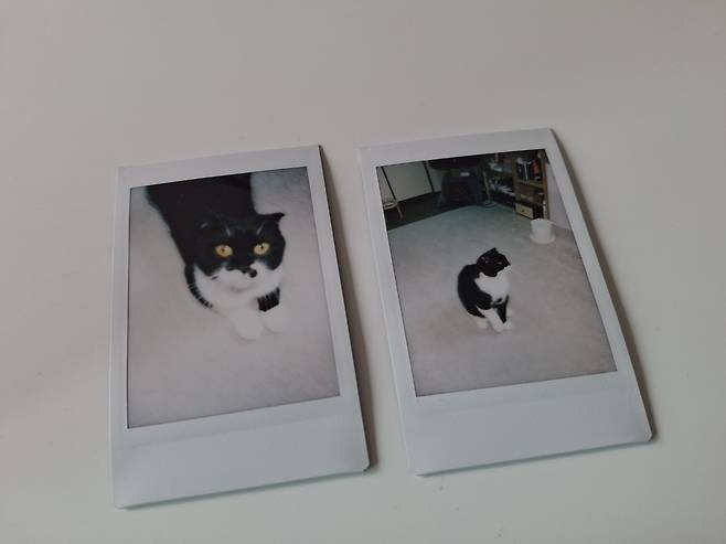 '모 이야기'의 실제 주인공 '모 대리'의 사진 (서울=연합뉴스) 황재하 기자 = 최연주 작가의 반려묘 '모 대리'의 폴라로이드 사진. '모 이야기' 속 모와 비슷한 모습이다. 2025.6.1 jaeh@yna.co.kr