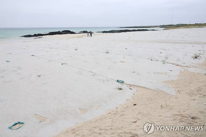 김녕해수욕장 모래 날림 방지 [촬영 고성식]