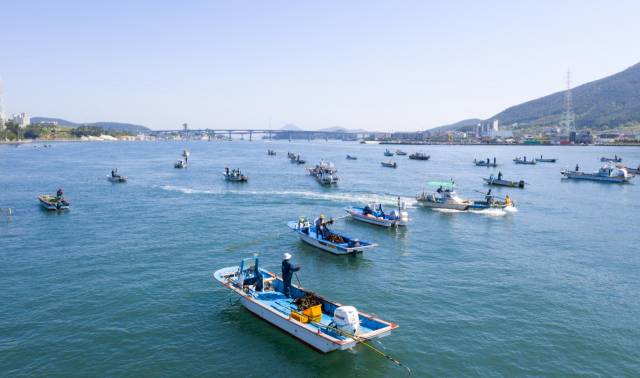 통영과 거제 사이 해역인 견내량에서 돌미역 채취가 시작됐다. 견내량 돌미역은 조선 시대 초대 삼도수군통제사를 지낸 이순신 장군이 조정에 올리던 진상품 중 하나로 품질이 뛰어나 ‘왕의 미역’이란 애칭이 붙었다. 김민진 기자