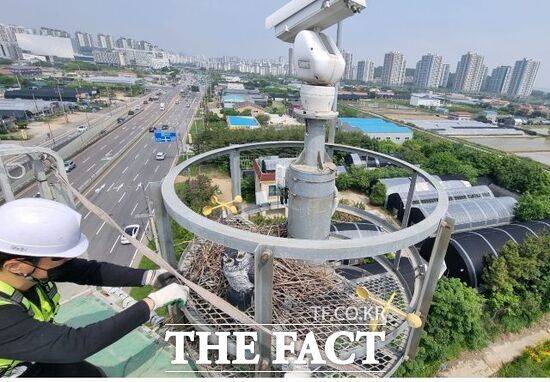 경기 김포시 관계자가 지능형교통체계(ITS) 현장 시설물에 지어진 까치집을 제거하고 있다./김포시