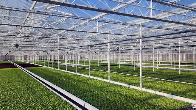 충북 음성에 위치한 H&A 스마트팜 내부.