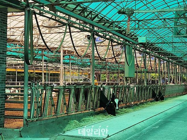 장원목장 전경. ⓒ데일리안 김소희 자