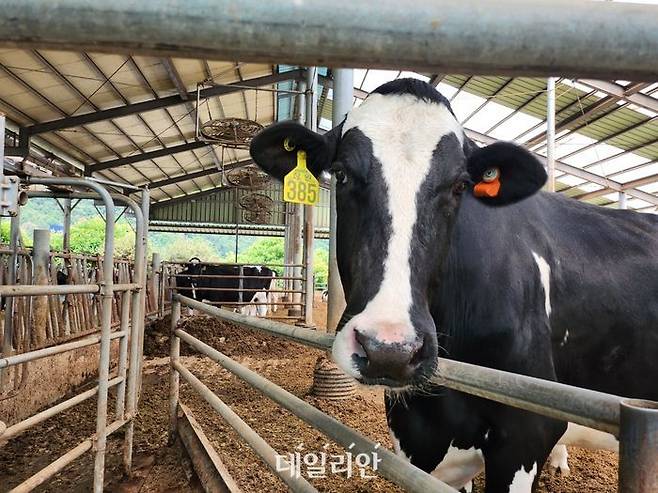 젖소 귀에 생체정보 탐지기가 부착돼 있다. ⓒ데일리안 김소희 기자