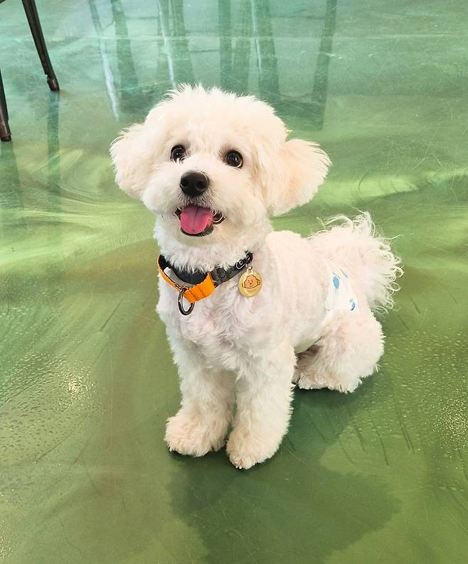 1748759057087.jpg 우리집 강아지 리밥풀 보고가