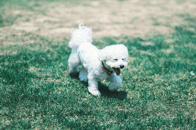 1748758625102.jpg 우리집 강아지 리밥풀 보고가