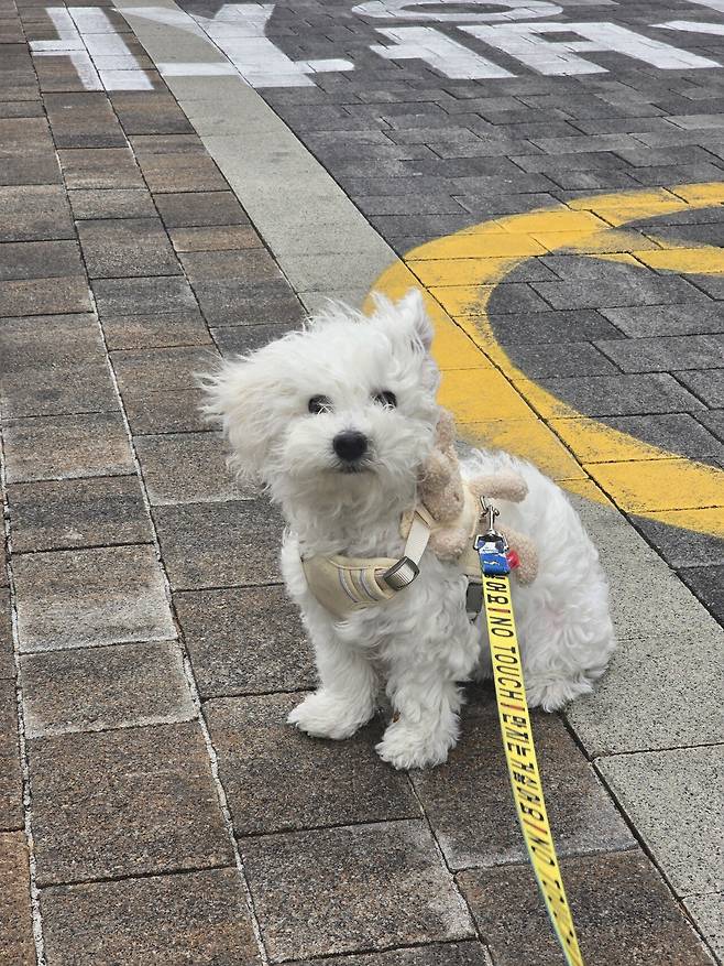 20250316_131048.jpg 우리집 강아지 리밥풀 보고가