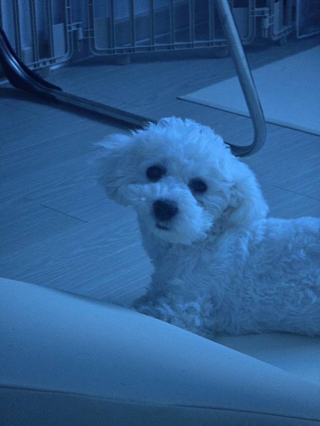 20250329_005202.jpg 우리집 강아지 리밥풀 보고가