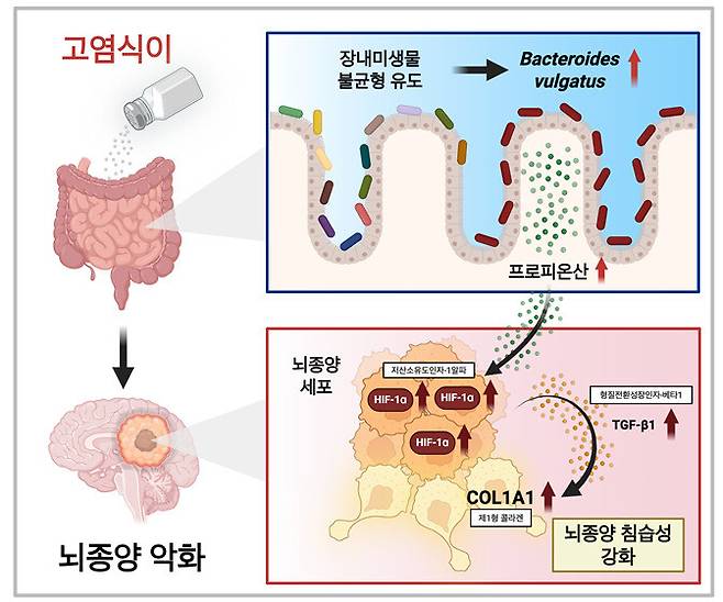 고염식이 유도 장내미생물 변화에 따른 프로피오네이트 축적은 교모세포종의 침습성을 증가시킨다. 한국과학기술원