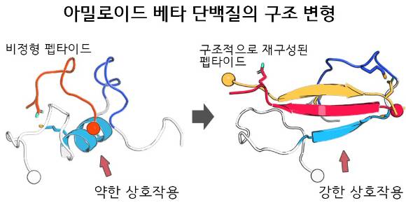 펩타이드(빨간색, 주황색, 노란색)가 아밀로이드 베타 단백질(하얀색, 파란색, 하늘색)과 강하게 결합해 단백질 잘못 접힘, 자가 응집 현상을 억제했다. [사진=고려대]