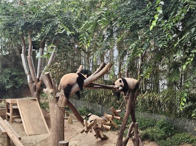 나무 위에서 자고 있는 루이·후이바오와 엄마인 아이바오/사진=김온유 기
