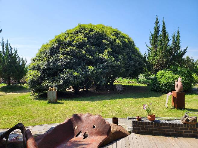 천개의 향나무 숲. 전남도 제공