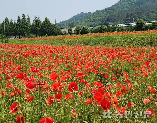 5월16~25일 ‘2025 제11회 하동 북천 꽃양귀비 축제’가 열린 경남 하동군 북천면 직전리 일원에 꽃양귀비가 활짝 펴 있다.