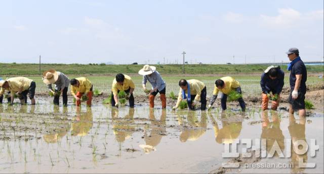 ▲유희태 완주군수와 군청 직원들이 모내기철을 맞아 완주군 용진읍 농가를 찾아 일손을 돕는 모습(2023.6) ⓒ완주군