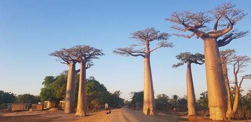 마다가스카르의 바오바브 나무 [주마다가스카르 한국대사관 제공, 재판매 및 DB 금지]