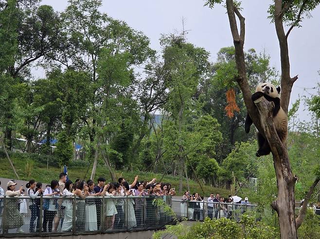 청두 자이언트판다 번식연구기지에 모인 인파 [촬영 차민지. 재판매 및 DB 금지]