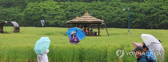 인천 남동구 인천대공원 어울정원 청보리밭에서 우산을 쓴 시민들이 산책하고 있다. [연합뉴스 자료사진]