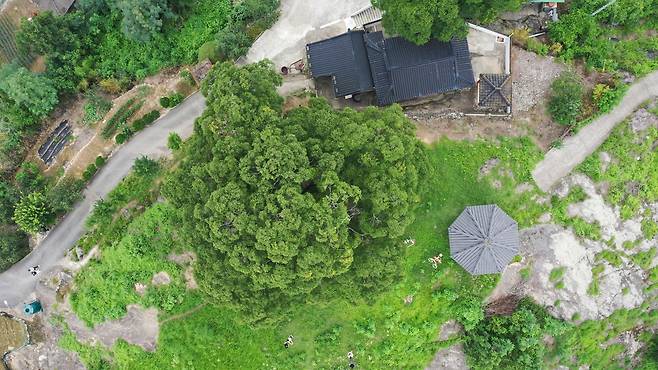 천연기념물 '창원 북부리 팽나무' [국가유산청 국가유산포털 제공. 재판매 및 DB 금지]